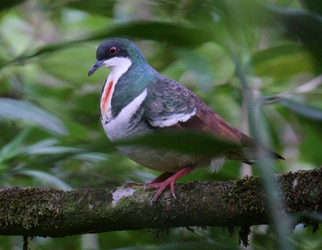 Negros Bleeding-heart - ML379346031