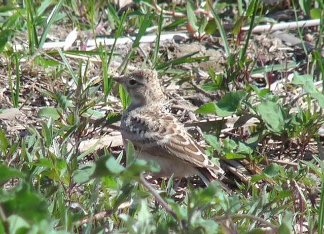 Asian Short-toed Lark - ML379346881