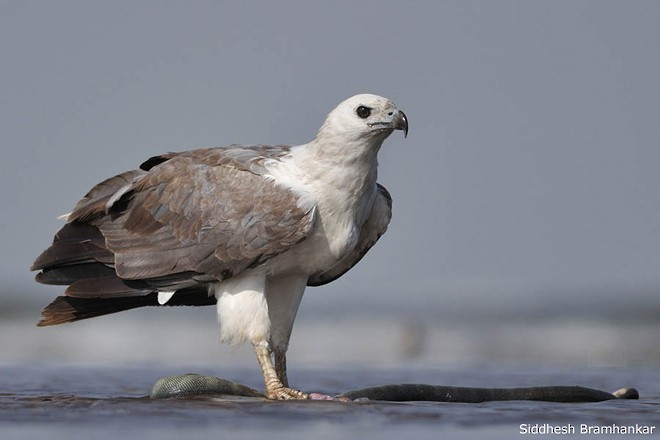 White-bellied Sea-Eagle - ML379347011