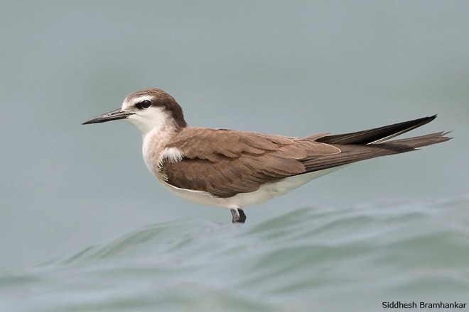 Bridled Tern - Siddhesh Bramhankar