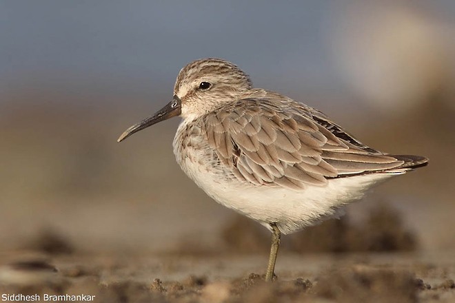 Broad-billed Sandpiper - Siddhesh Bramhankar