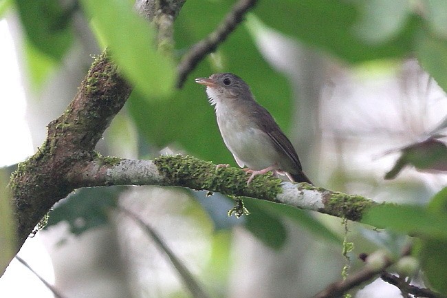 Sumatran Babbler - ML379347561