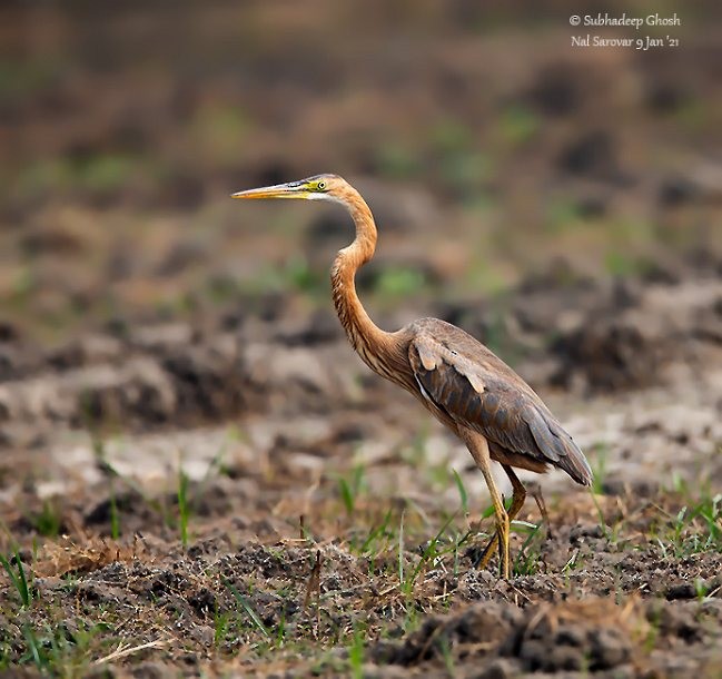 Purple Heron (Purple) - ML379347721