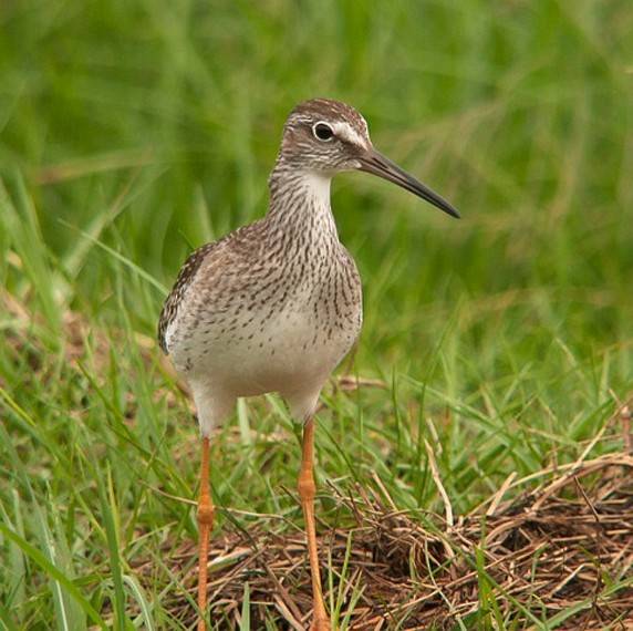 Common Redshank - ML379347921