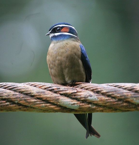 Whiskered Treeswift - ML379348201