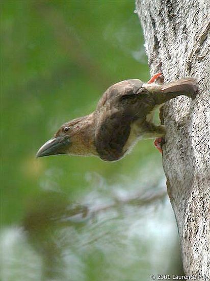 Sooty Barbet - ML379348751