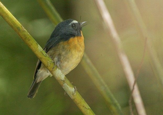 Snowy-browed Flycatcher - ML379348991