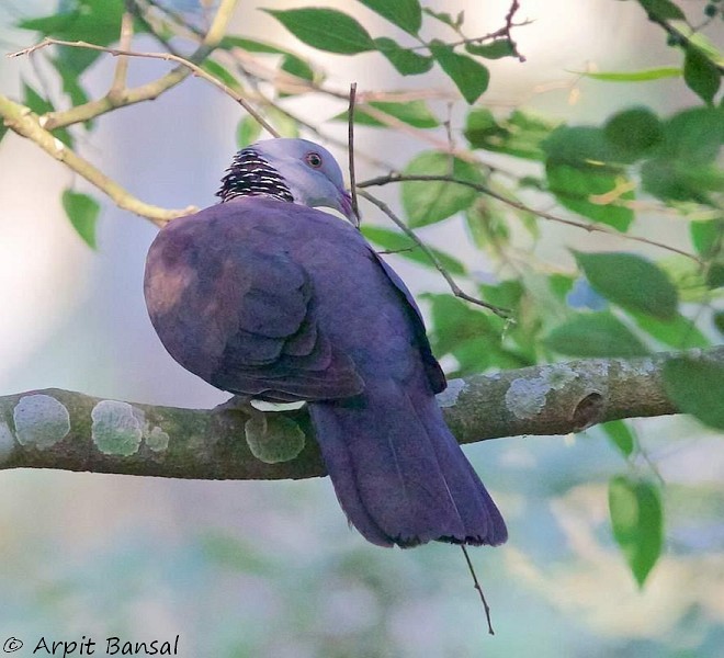 Nilgiri Wood-Pigeon - ML379349041