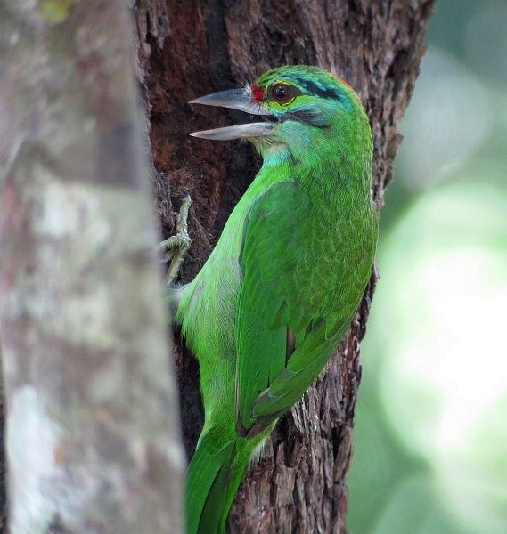 Moustached Barbet - ML379349721