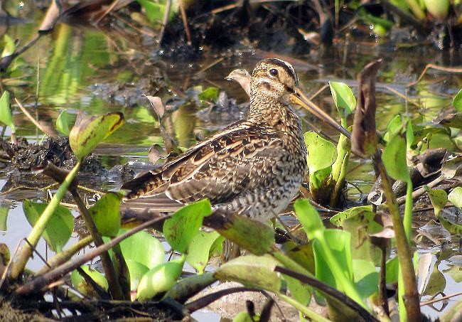 Pin-tailed Snipe - Michael Schmitz