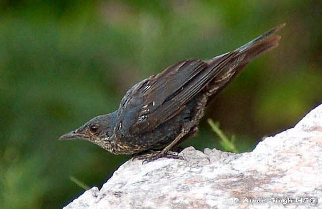 Blue Rock-Thrush (madoci) - ML379350291
