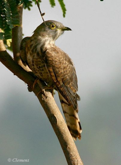 Common Hawk-Cuckoo - ML379350661