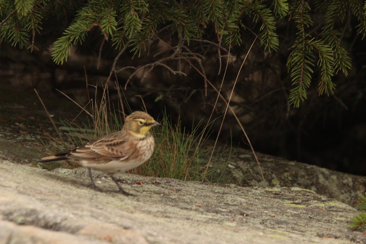 Horned Lark - ML379350771