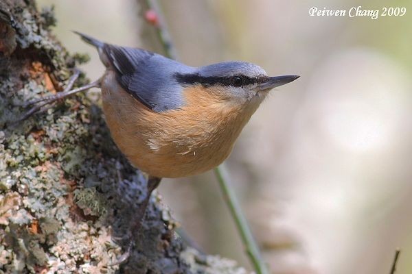 Eurasian Nuthatch (Chinese) - ML379351041
