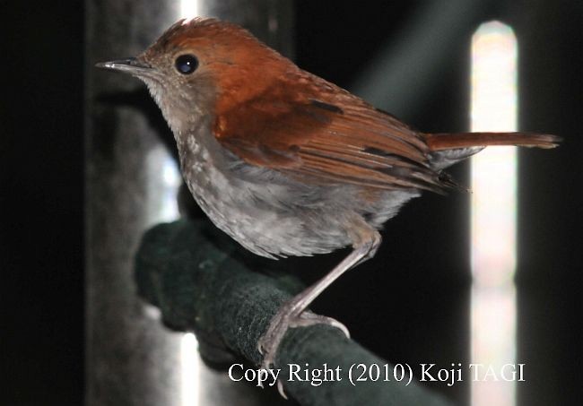 Okinawa Robin - ML379351881