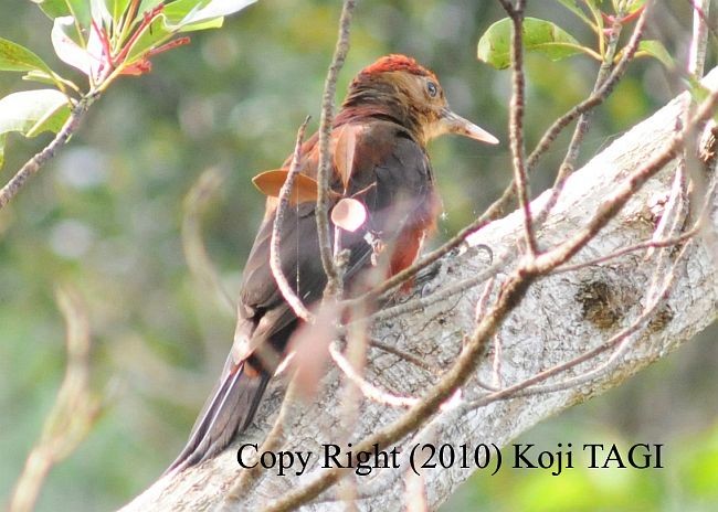 Okinawa Woodpecker - ML379351891