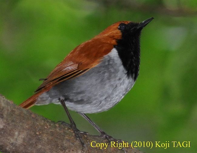 Okinawa Robin - ML379351911