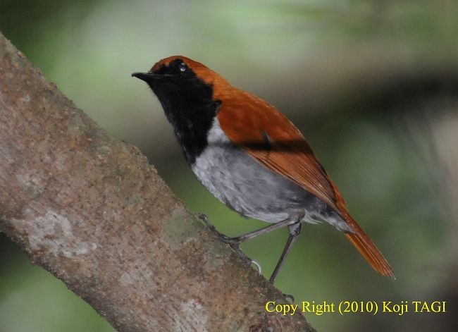 Okinawa Robin - ML379351941