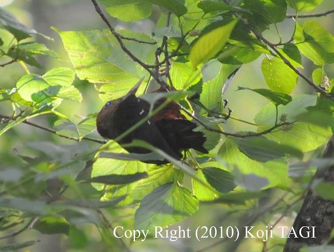 Okinawa Woodpecker - ML379351991