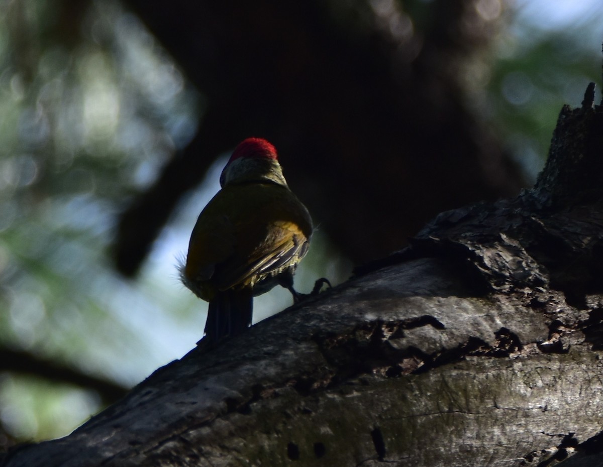 Golden-olive Woodpecker - ML379352191