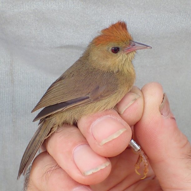 Rufous-capped Babbler - Desmond Allen