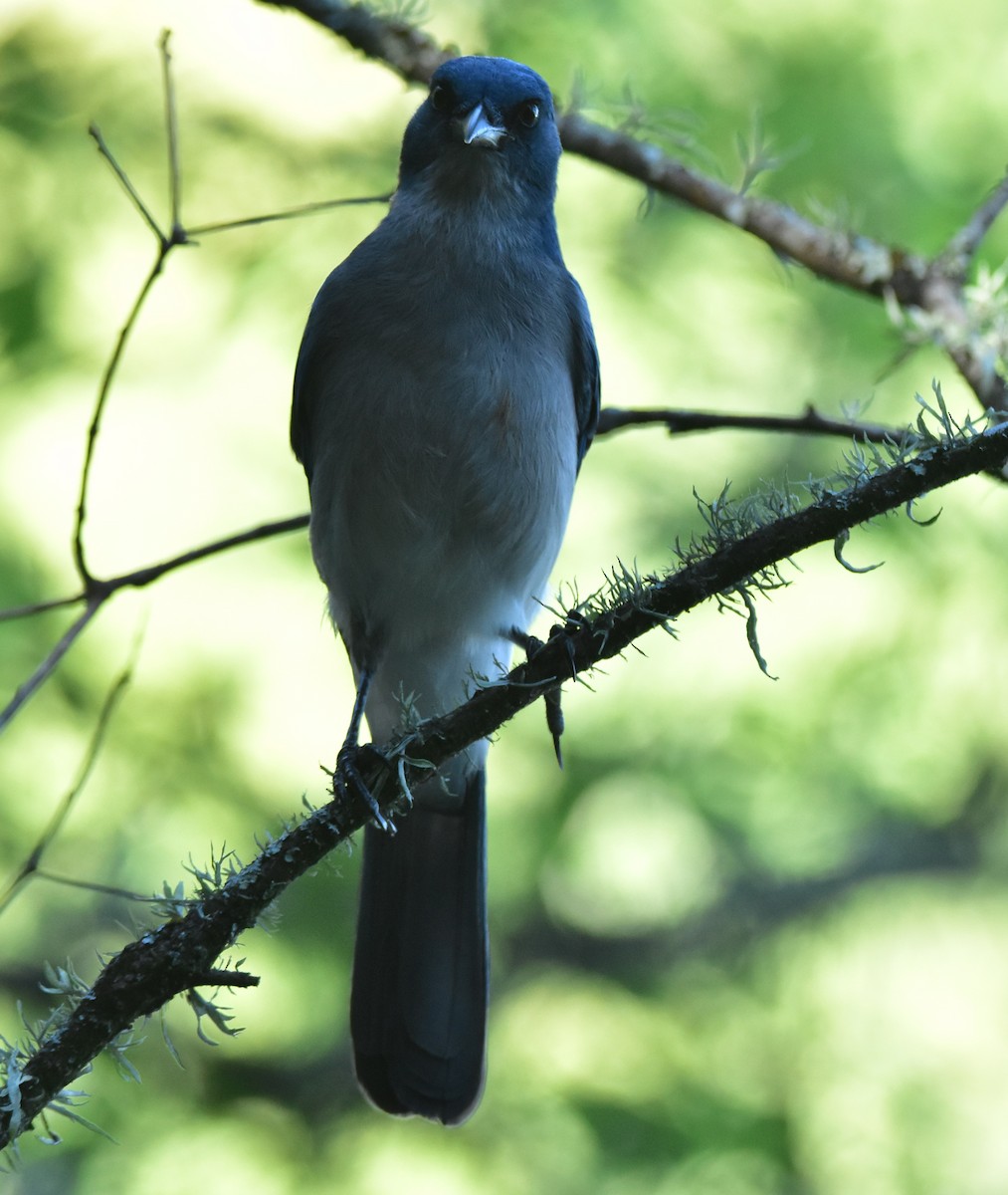 Mexican Jay - ML379352701