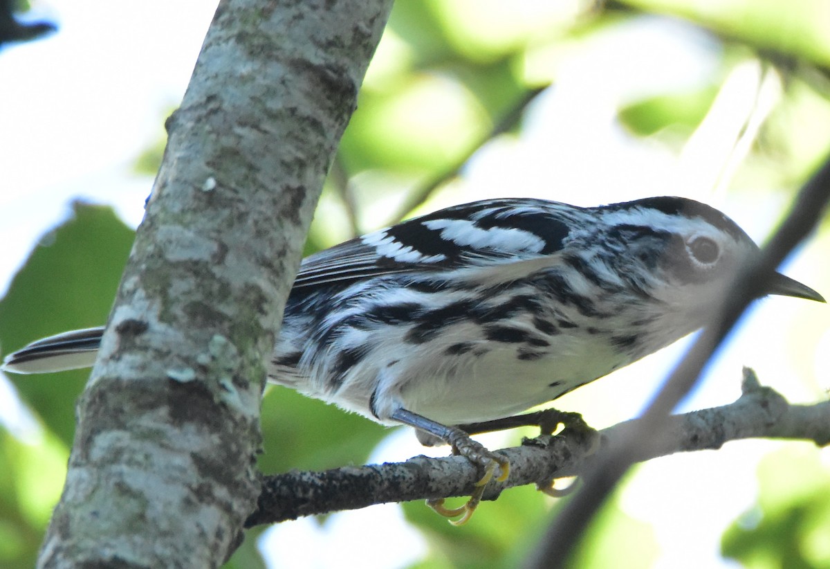 Black-and-white Warbler - ML379352811