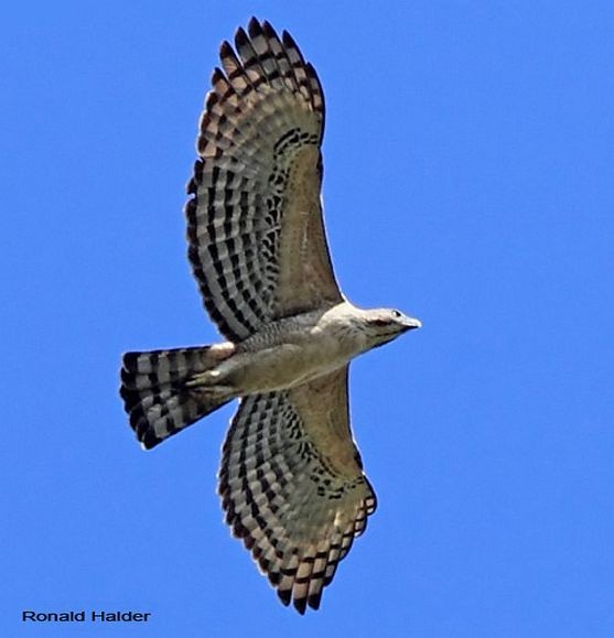 Mountain Hawk-Eagle - Ronald Halder