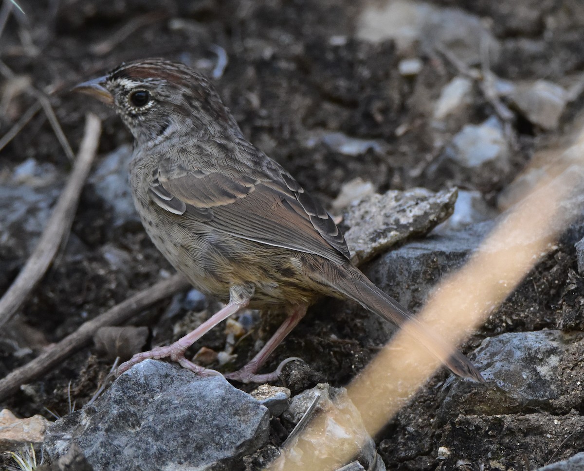 Rufous-crowned Sparrow - ML379353131