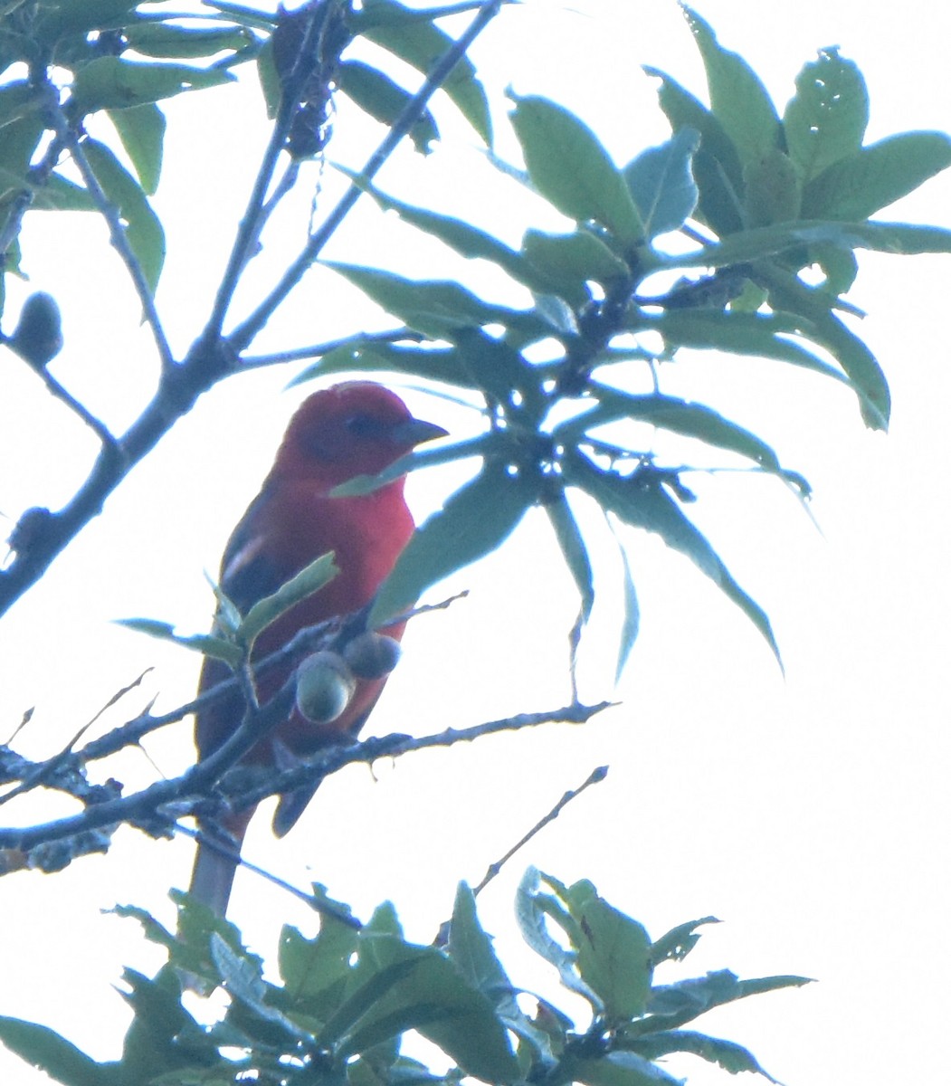 Flame-colored Tanager - ML379353171