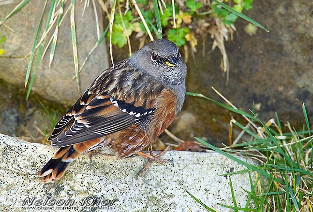 Alpine Accentor - ML379353541