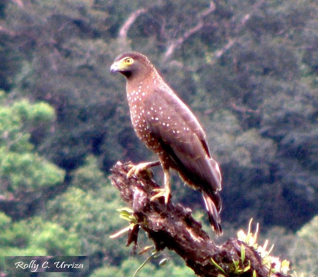 Philippine Serpent-Eagle - ML379354401