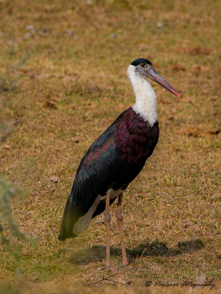 Cigogne épiscopale - ML379355121