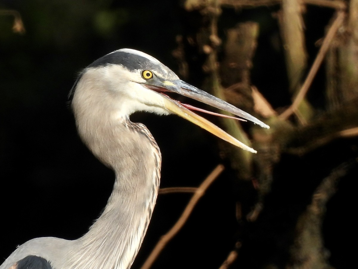 Great Blue Heron - Candice Burke