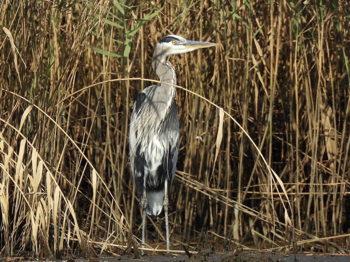 Great Blue Heron - Candice Burke