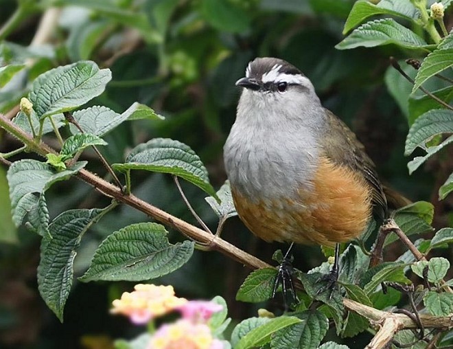 Palani Laughingthrush - ML379355641