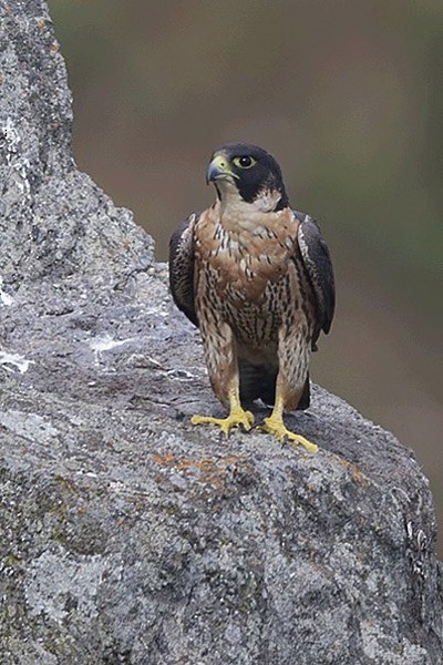 Peregrine Falcon (Shaheen) - ML379356751