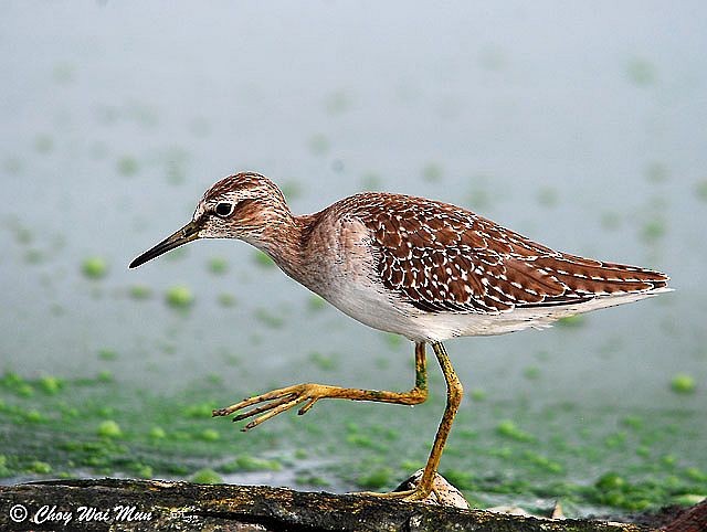 Wood Sandpiper - Choy Wai Mun