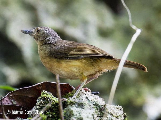 Sulawesi Babbler - ML379357731