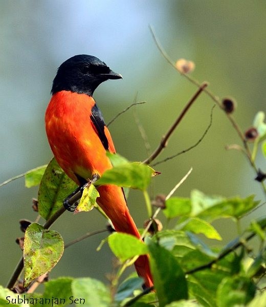 Scarlet Minivet (Scarlet) - ML379358511