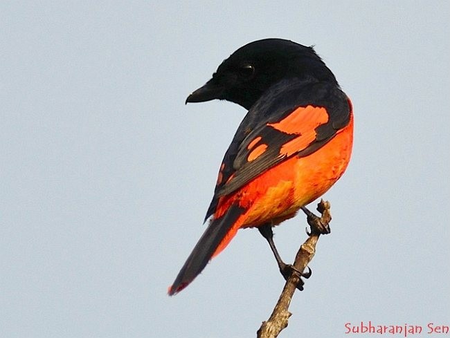 Scarlet Minivet (Scarlet) - ML379358541