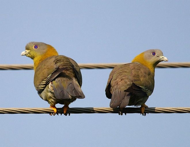 Yellow-footed Green-Pigeon - ML379358711