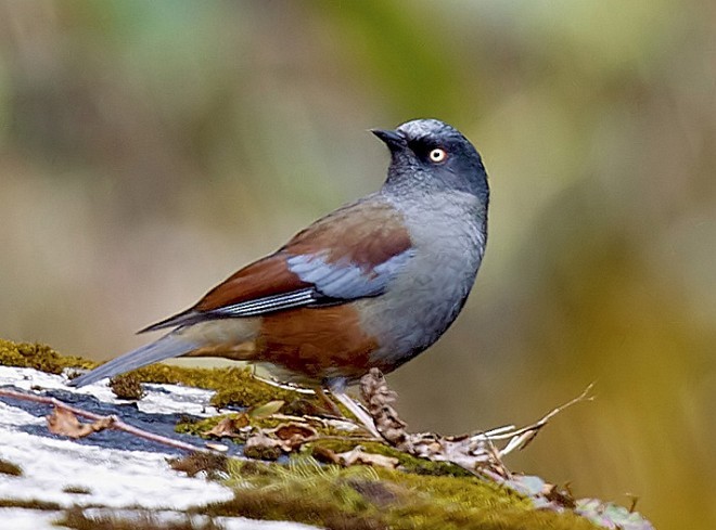 pěvuška lesní - ML379358791