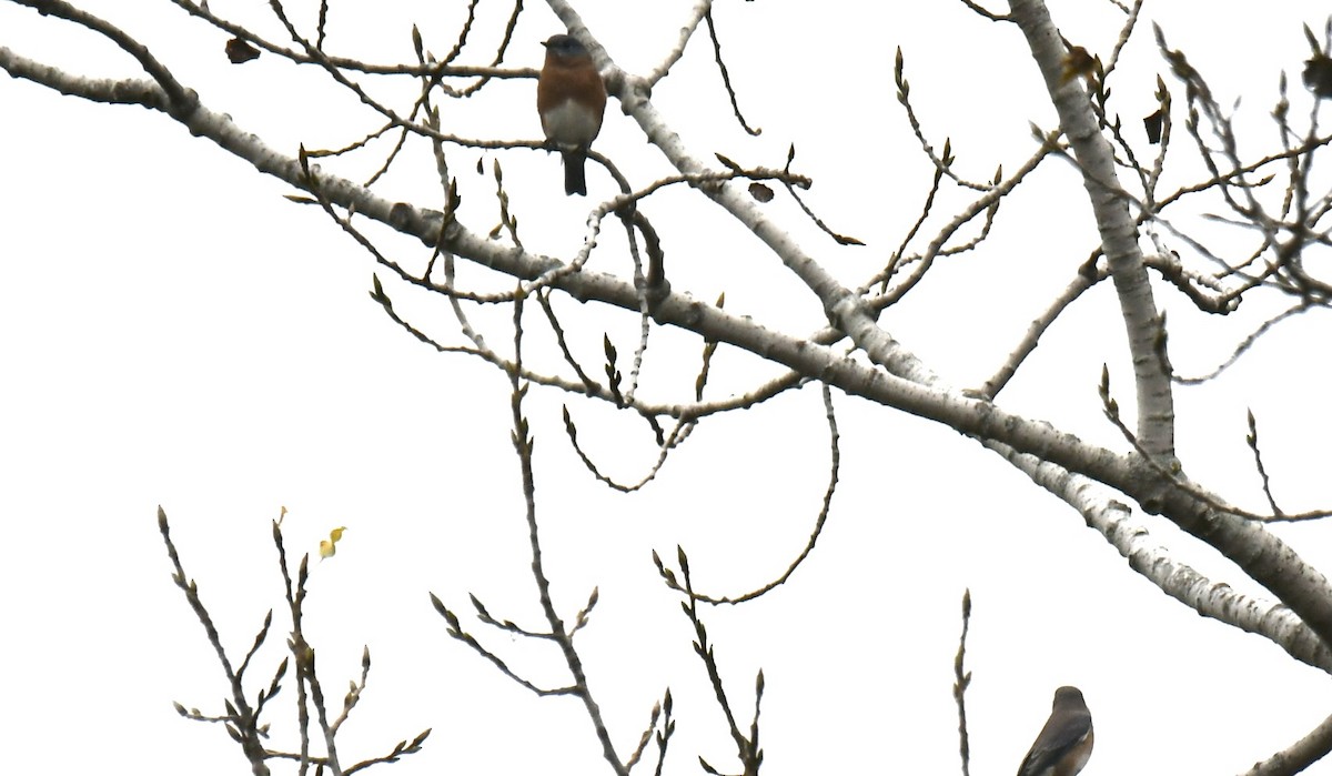 Eastern Bluebird - ML379358971