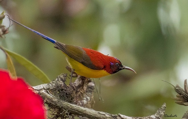 Mrs. Gould's Sunbird (Yellow-breasted) - ML379359121