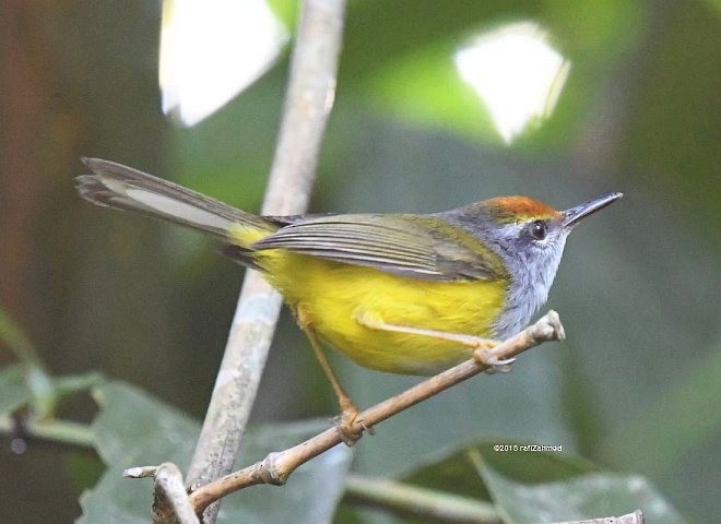 Mountain Tailorbird - ML379359331