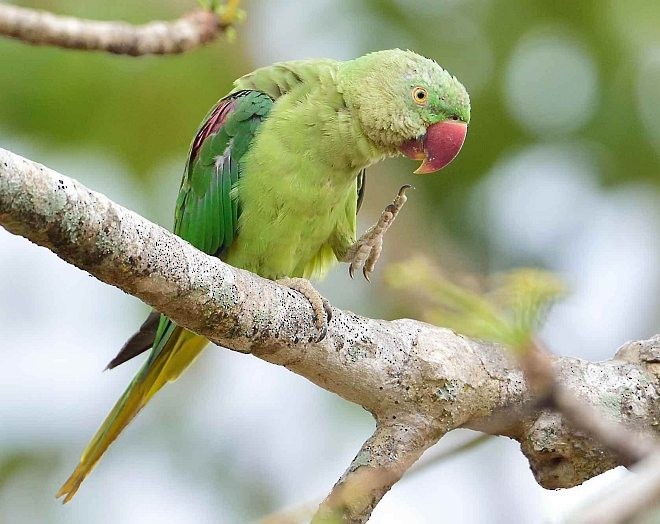 Alexandrine Parakeet - ML379359571