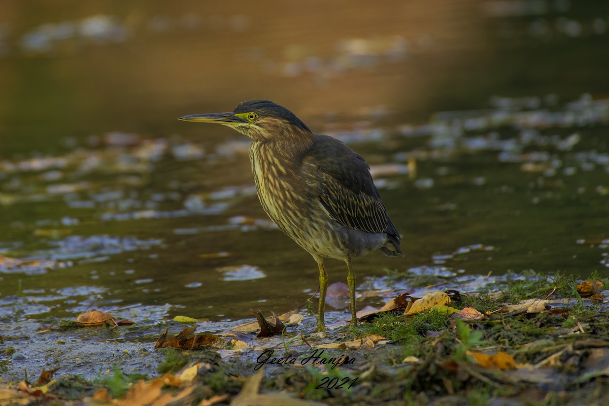 volavka zelenavá - ML379359771