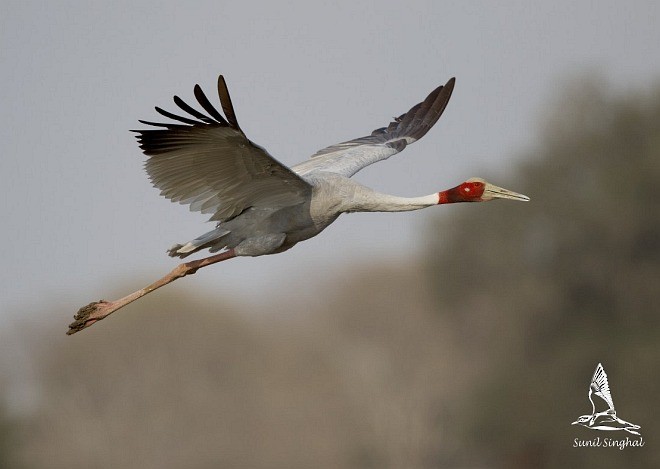 Sarus Crane - ML379359891