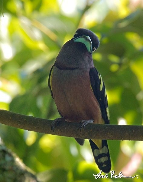 Banded Broadbill (Javan) - ML379360191